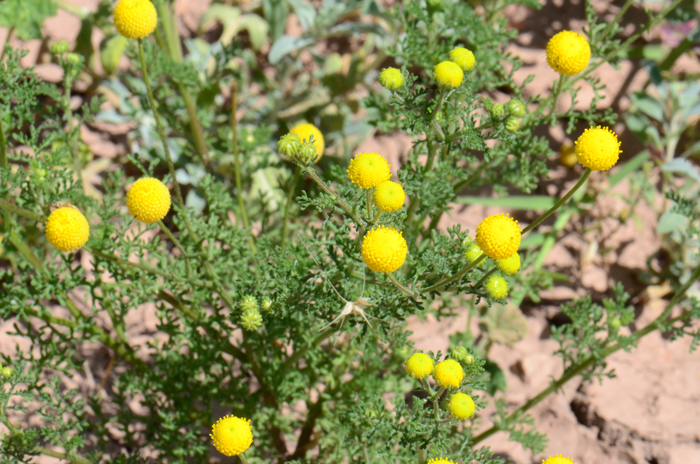 Stinknet has pretty showy yellow or gold colored flowers. The showy flowers attract a lot of positive attention however this species is an aggressive weed and spreads quickly through and disrupting native plant communities. Oncosiphon piluliferum